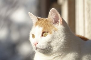 Fridolin